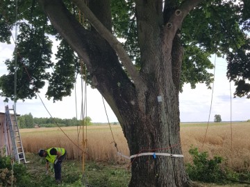 Zabiegi pielęgnacyjne pomników przyrody ZPK, 